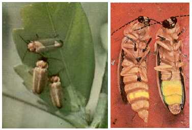 daytime firefly composite