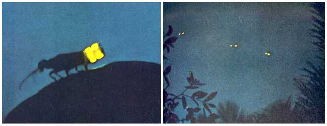 nighttime firefly composite