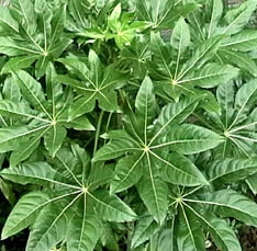 Fatsia japonica