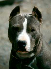 Blue,&nbsp; January 2000