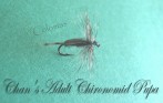 Adult Chironomid Pupa