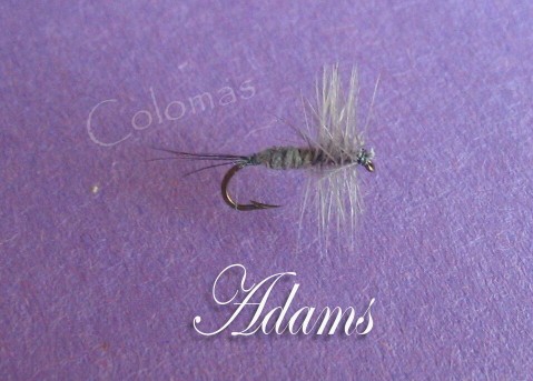 Adams