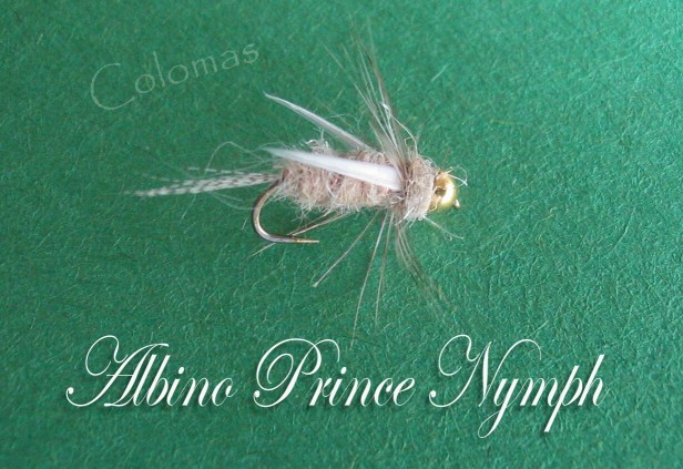 Albino Prince Nymph