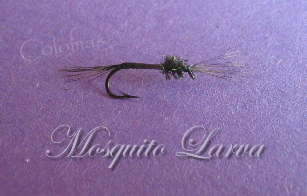 Mosquito Larva
