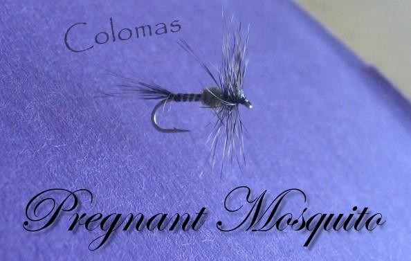 Pregnant Mosquito