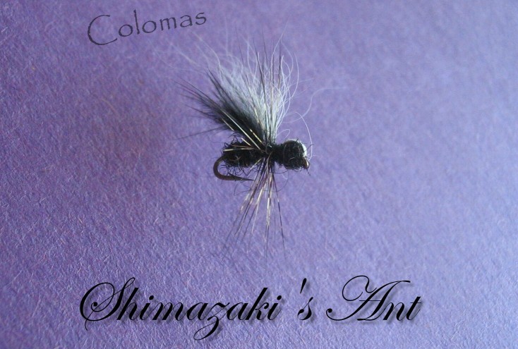 Shimazaki's Ant