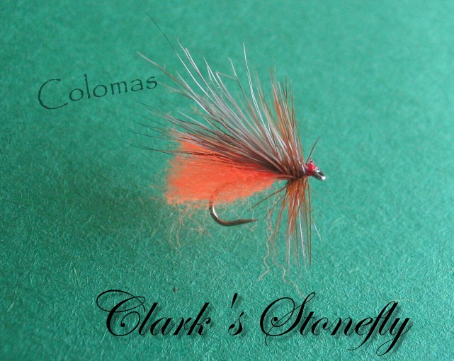 Clark's Stonefly