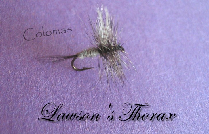 Lawson's Thorax