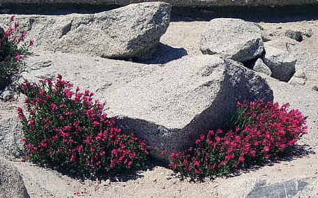 californiaflower.jpg