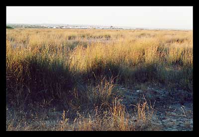 Ria Formosa, Algarve, Portugal