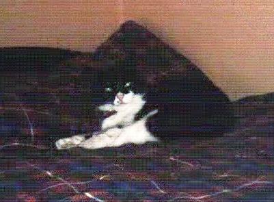 Oreo the cat.