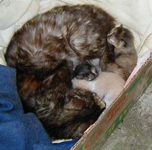 The stray cat in Chill�n that I think looks like Isabel, with her three new kittens, which she had in Mimi's shed-- much to everyone's dismay.