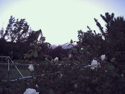 The rose garden at Los Aromos.