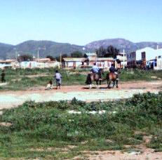 Horseback transport in Los Vilos.