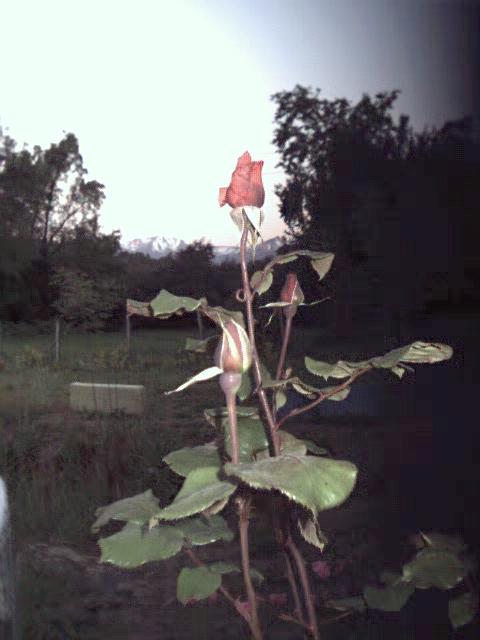 A rose at Los Aromos in Vilches, with the mountain sunset in the background.