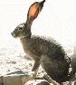 bunny