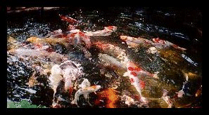  
This photo shows a feeding frenzy in one of our member ponds. We are not showing a photo of a feeding frenzy in our pond because due to new pond syndrome(green water)you can not see the fish.