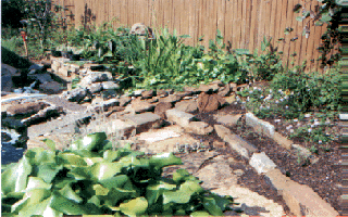This past summer the plants were almost 3ft high and the nitrates were negligible