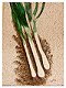 Green Onions