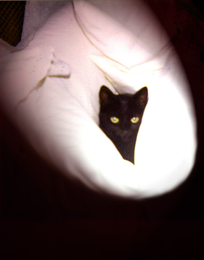 Shmeckle in spot light