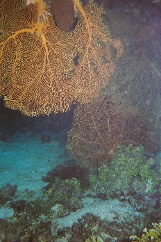 Seafans on the Nonki reef early morning dive