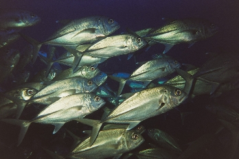 Schools of Jacks