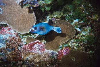 Puffer fish on the Bouggainville reef