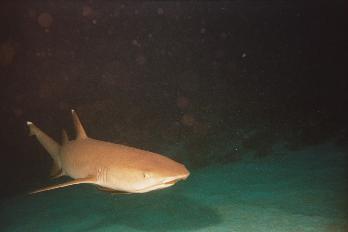 Just before he tried to take a bite we managed to photograph the sharky