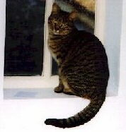 Todo sobre la salud de los gatos