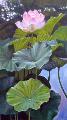 'Lotus Rising'
click to view enlargement


Gicles are available in any proportion of the original

Size and price refer to the original