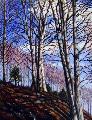 'Oaks on Missouri River Bluffs'
click to view enlargement


Gicles are available in any proportion of the original

Size and price refer to the original