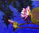 'Sunlight on Pink'
click to view enlargement


Gicles are available in any proportion of the original

Size and price refer to the original