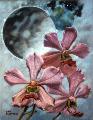 'Orchids in Space'
click to view enlargement


Gicles are available in any proportion of the original

Size and price refer to the original