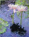 'Two Pink Lilies on'
click to view enlargement


Gicles are available in any proportion of the original

Size and price refer to the original