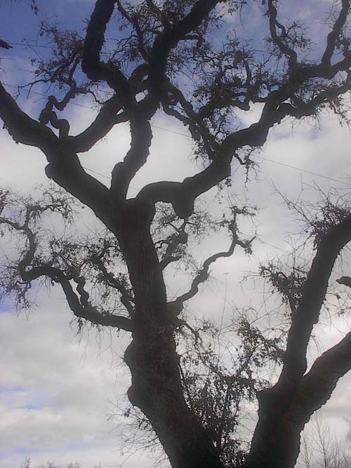 NapaValley