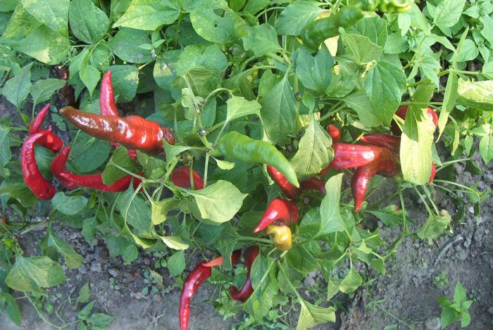 Peppers