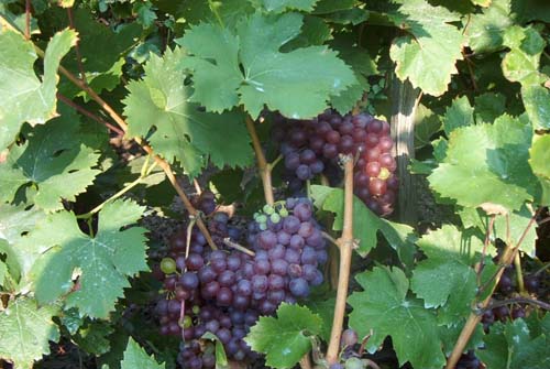 grapes