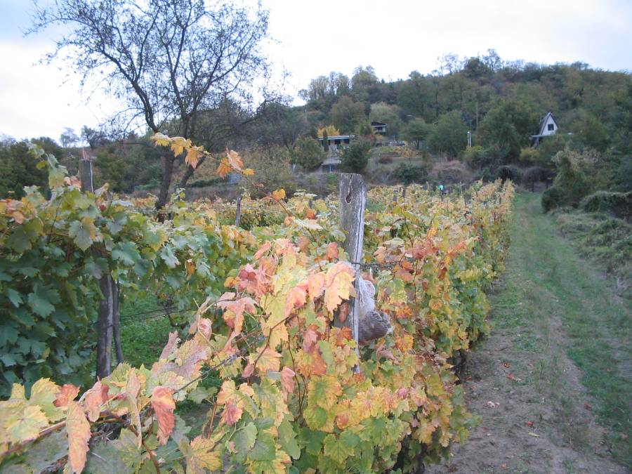 vineyard