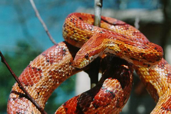 hisssssss