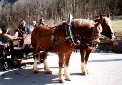 sw003a_horse