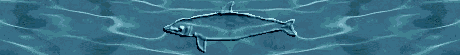 fish.gif (63762 bytes)