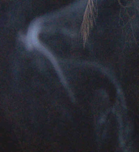 ectoplasm