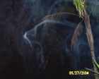 Ectoplasm