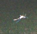 anomaly picture