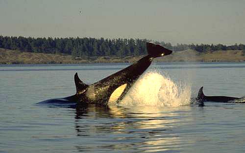 photo by s. jacobs&nbsp;&nbsp;&nbsp; (cow orca tail thrashing or tail breaching)