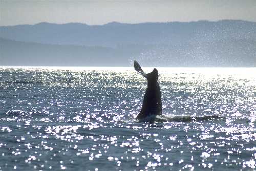 photo by s.jacobs (a bull orca tail thrashing)
