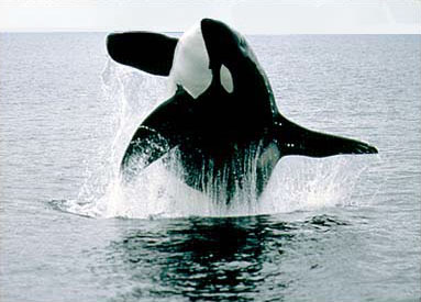 a male transient orca