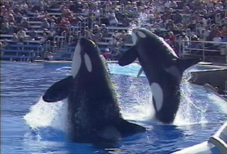 corky2 and splash 