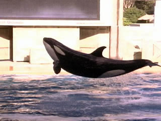 unna doing a belly breach(or belly flop)