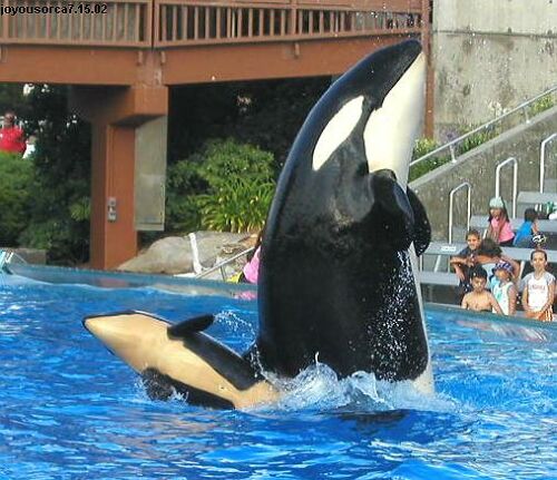 kohana mimicing her mother, takara